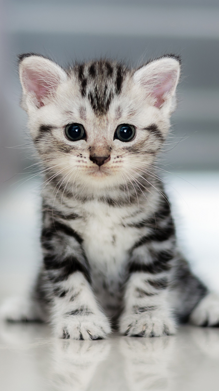 Gatito Blanco y Negro en el Piso Blanco. Wallpaper in 750x1334 Resolution
