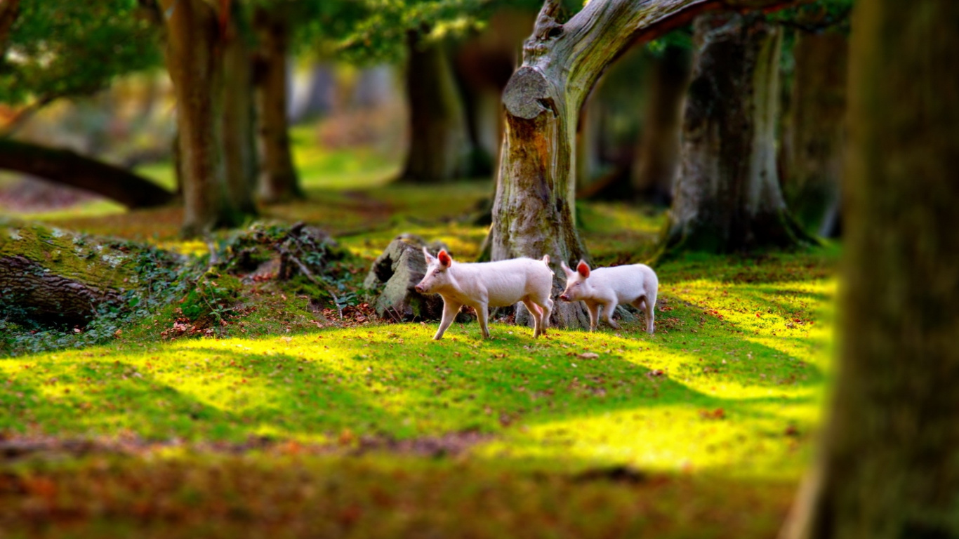 Herd of White Sheep on Green Grass Field During Daytime. Wallpaper in 1366x768 Resolution