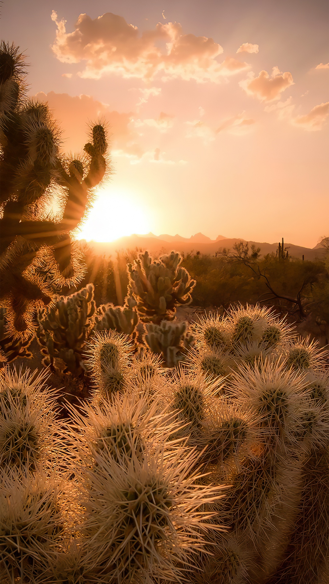 Staatliche Netzgesellschaft Chinas, Cloud, Atmosphäre, Pflanzen-Gemeinschaft, Ökoregion. Wallpaper in 1080x1920 Resolution