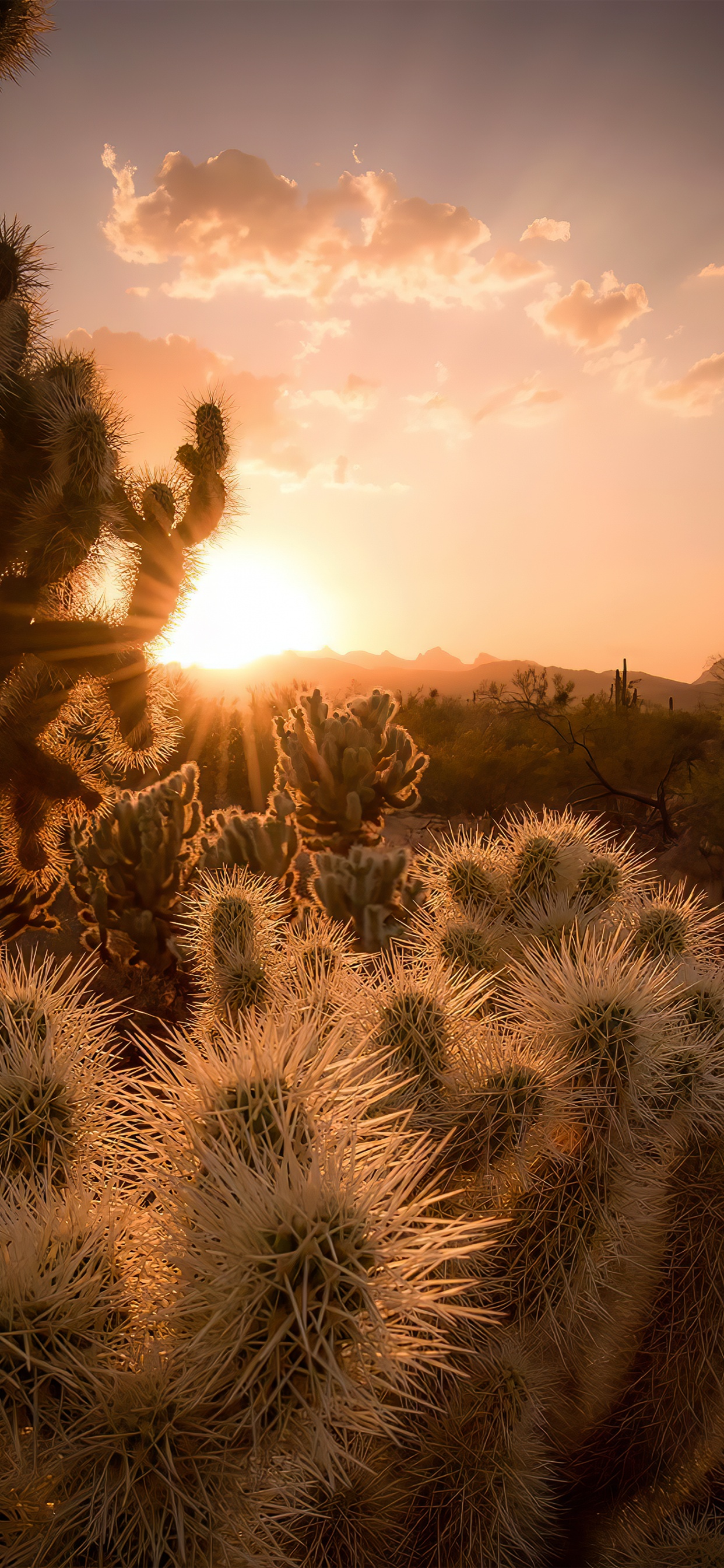 State Grid Corporation of China, Cloud, Atmosphere, Plant, Plant Community. Wallpaper in 1242x2688 Resolution