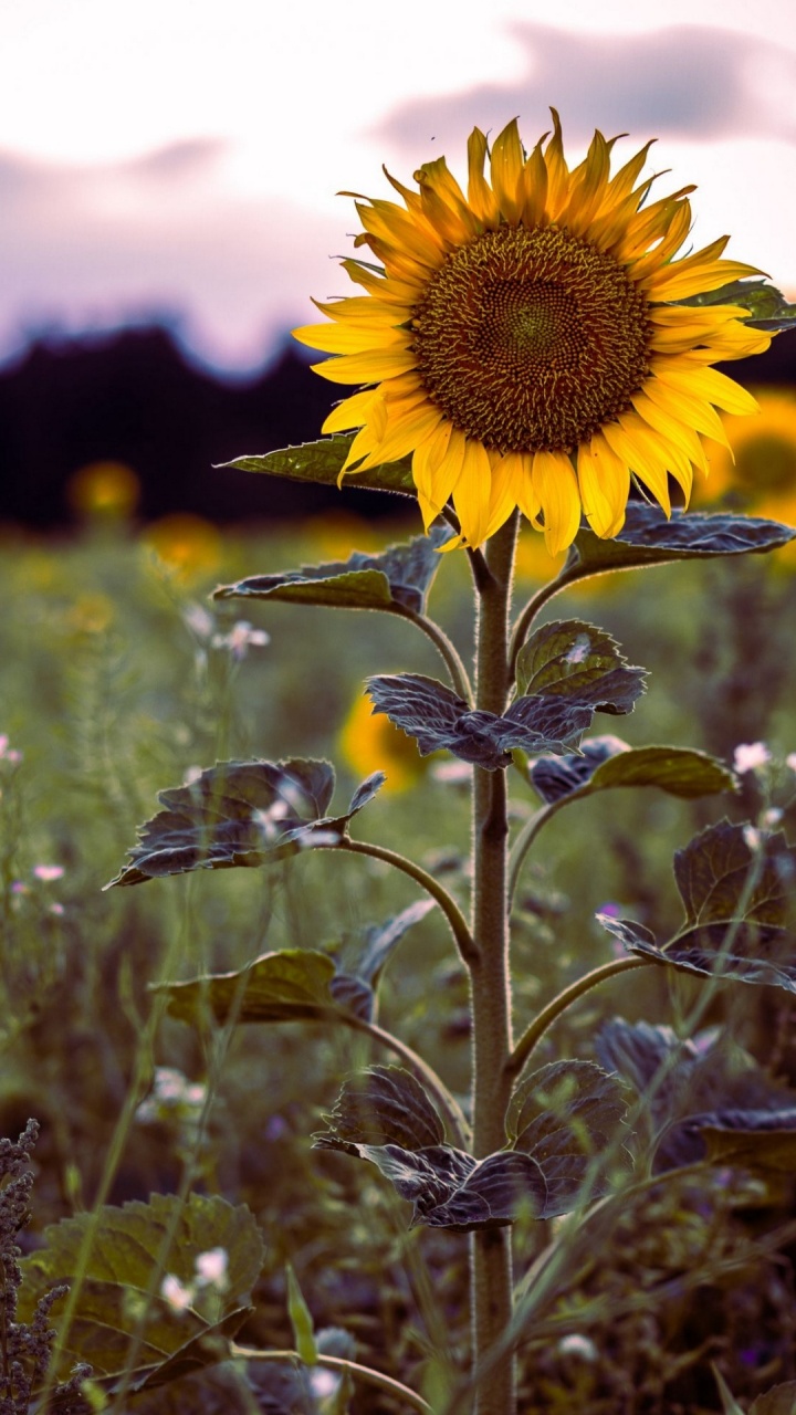 Flower, Plant, Petal, Botany, Flowering Plant. Wallpaper in 720x1280 Resolution