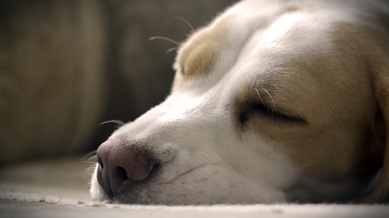 Brown and White Short Coated Dog Lying on White Textile. Wallpaper in 1280x720 Resolution