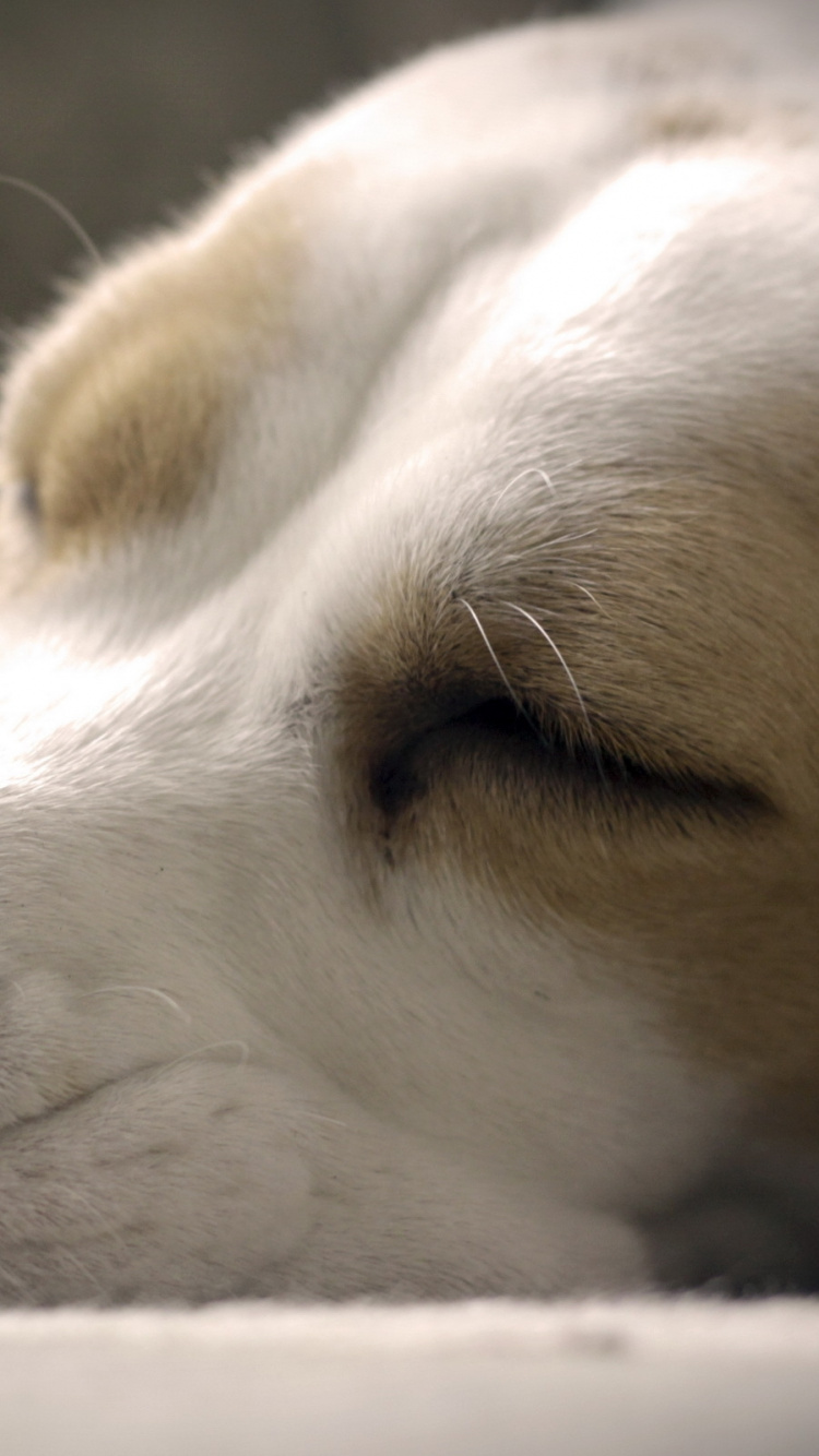 Chien à Poil Court Brun et Blanc Allongé Sur Textile Blanc. Wallpaper in 750x1334 Resolution