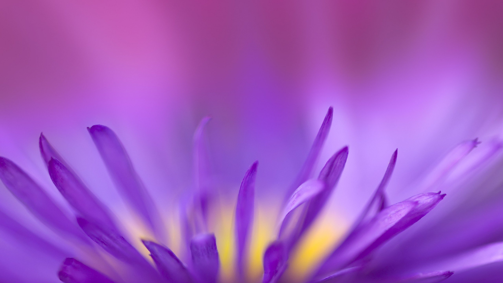 Fleur Violette en Objectif Macro. Wallpaper in 1920x1080 Resolution