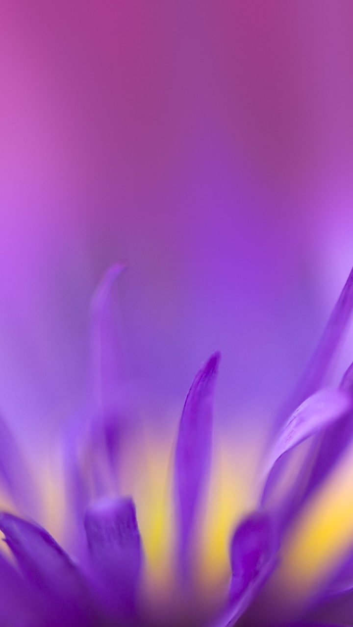 Fleur Violette en Objectif Macro. Wallpaper in 720x1280 Resolution