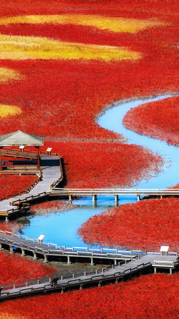 Google Pixel, Pixel, Chromebook, Pixel 2, Red. Wallpaper in 720x1280 Resolution