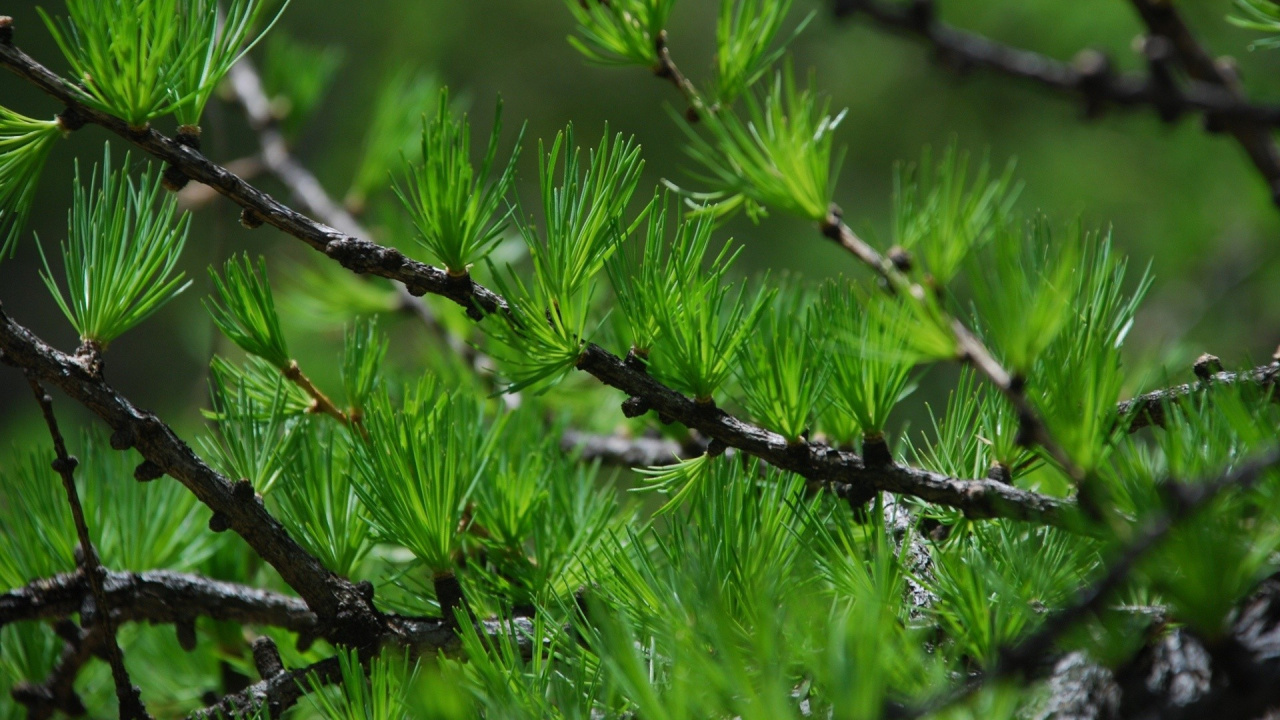 Green Grass With Water Droplets. Wallpaper in 1280x720 Resolution