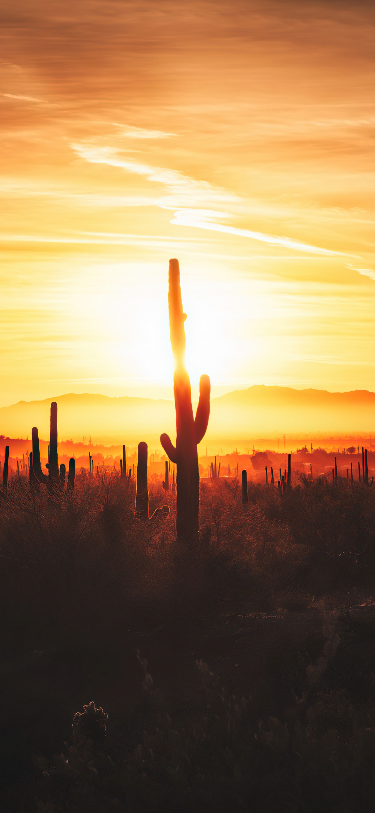 Issam Alnajjar, Hadal Ahbek, Cloud, Atmosphere, Plant. Wallpaper in 1242x2688 Resolution
