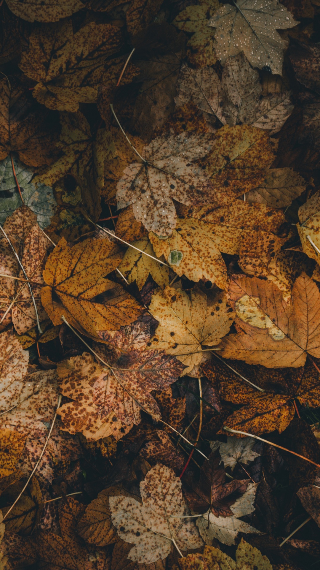 Feuille, Brown, Formation, Feuilles Caduques, Camouflage. Wallpaper in 1080x1920 Resolution