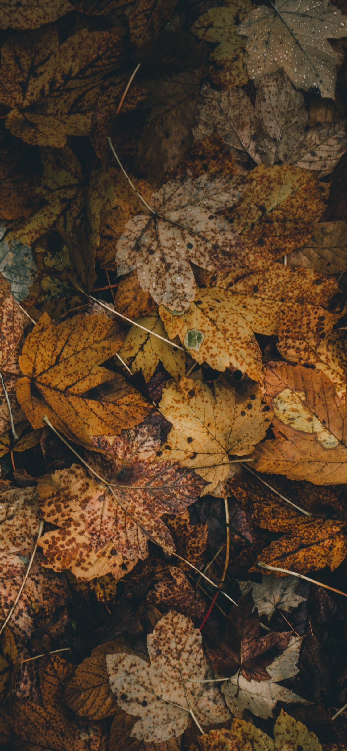 Feuille, Brown, Formation, Feuilles Caduques, Camouflage. Wallpaper in 1125x2436 Resolution