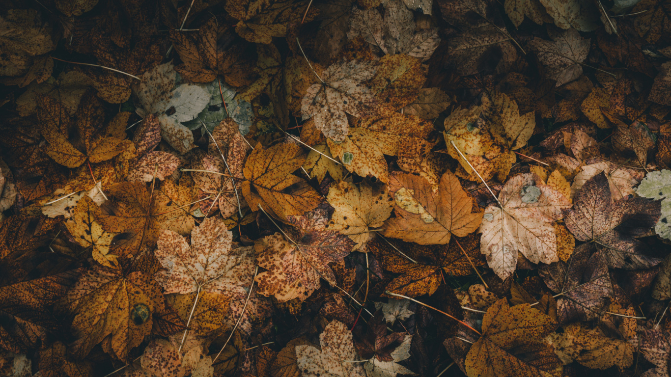 Feuille, Brown, Formation, Feuilles Caduques, Camouflage. Wallpaper in 1366x768 Resolution