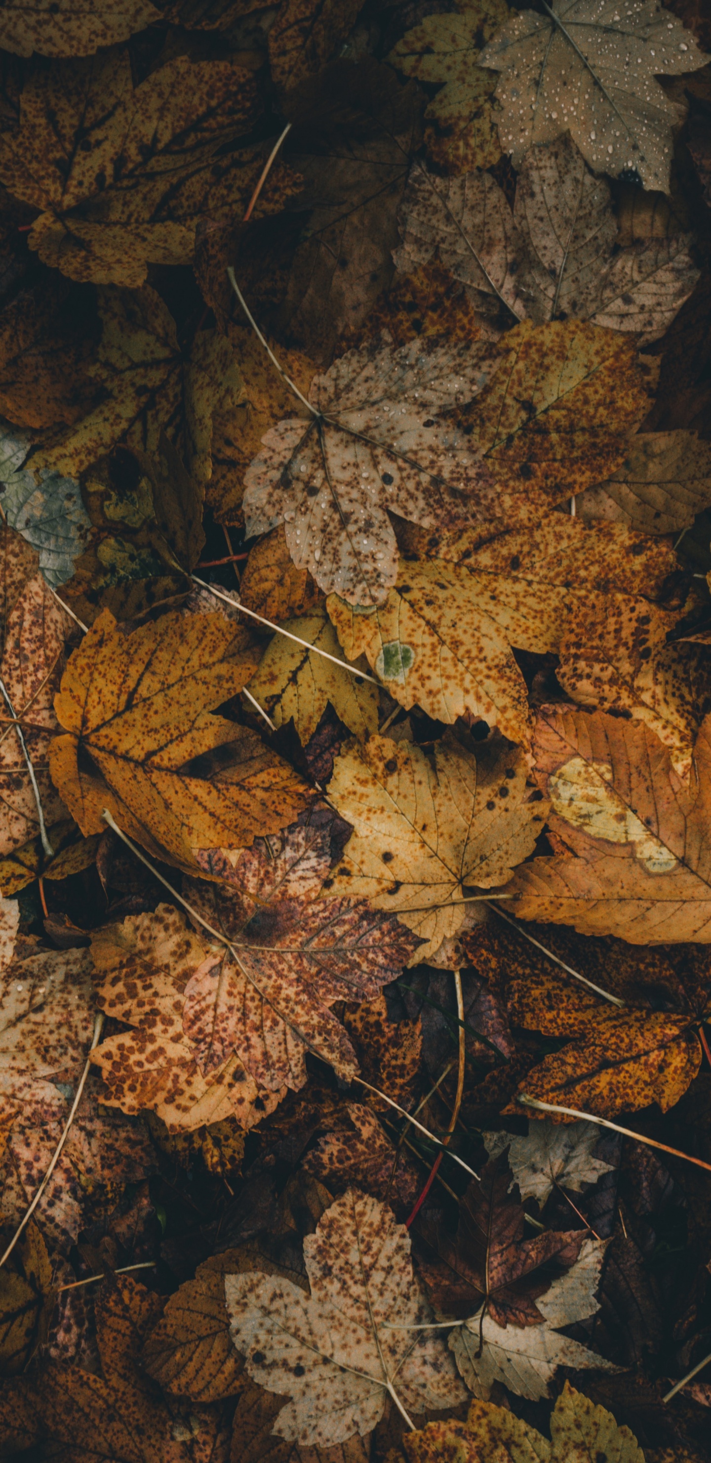 Feuille, Brown, Formation, Feuilles Caduques, Camouflage. Wallpaper in 1440x2960 Resolution