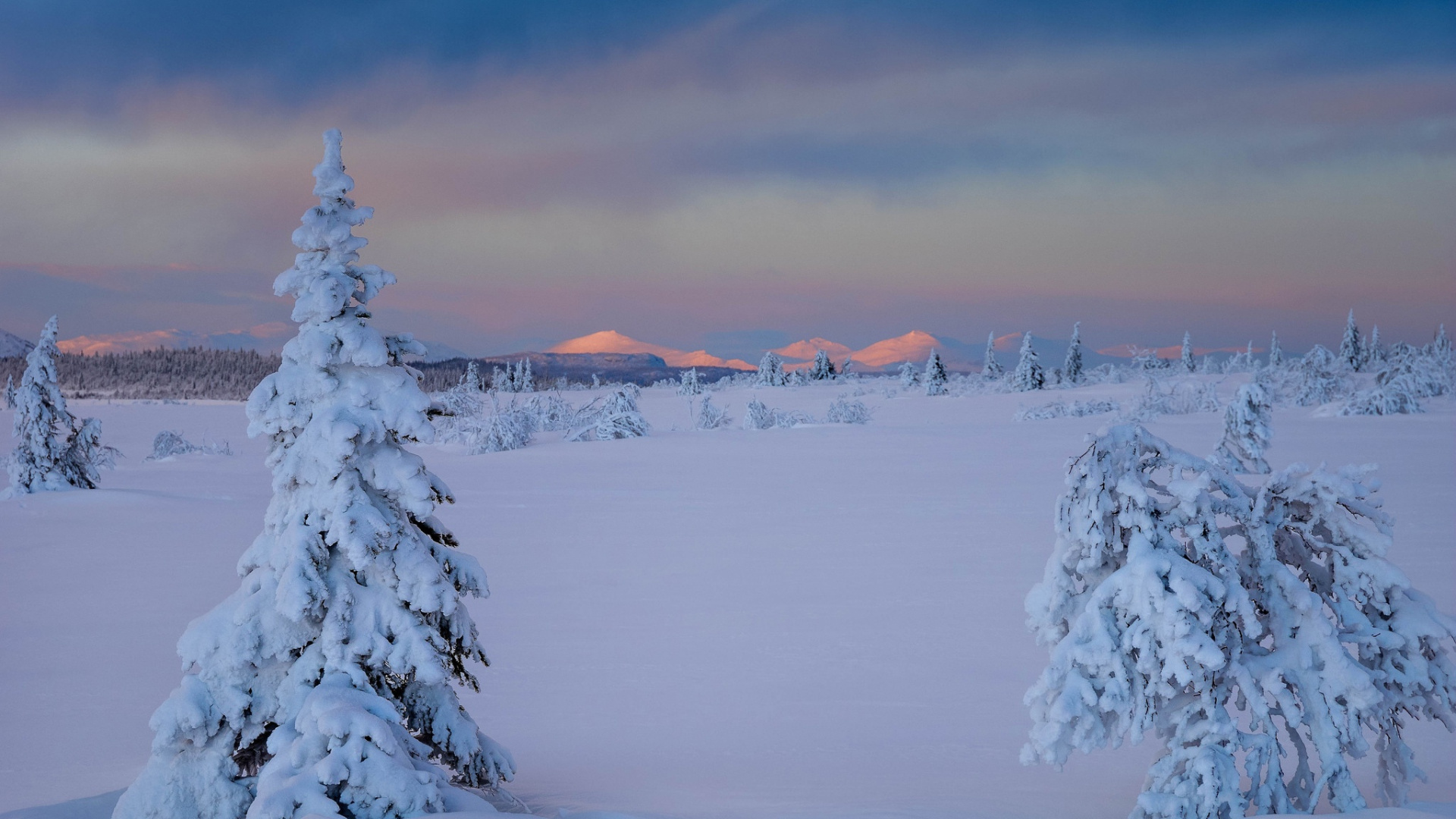 Snow Covered Pine Tree and Mountain During Daytime. Wallpaper in 1920x1080 Resolution