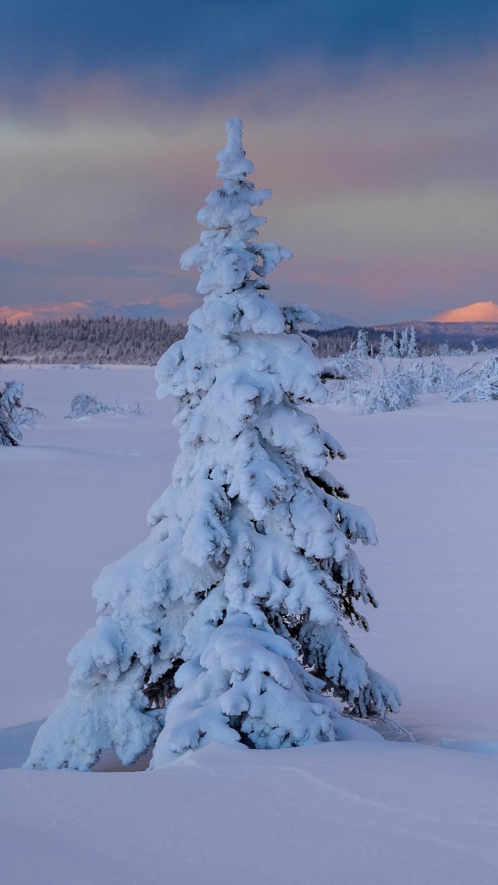 Snow Covered Pine Tree and Mountain During Daytime. Wallpaper in 720x1280 Resolution