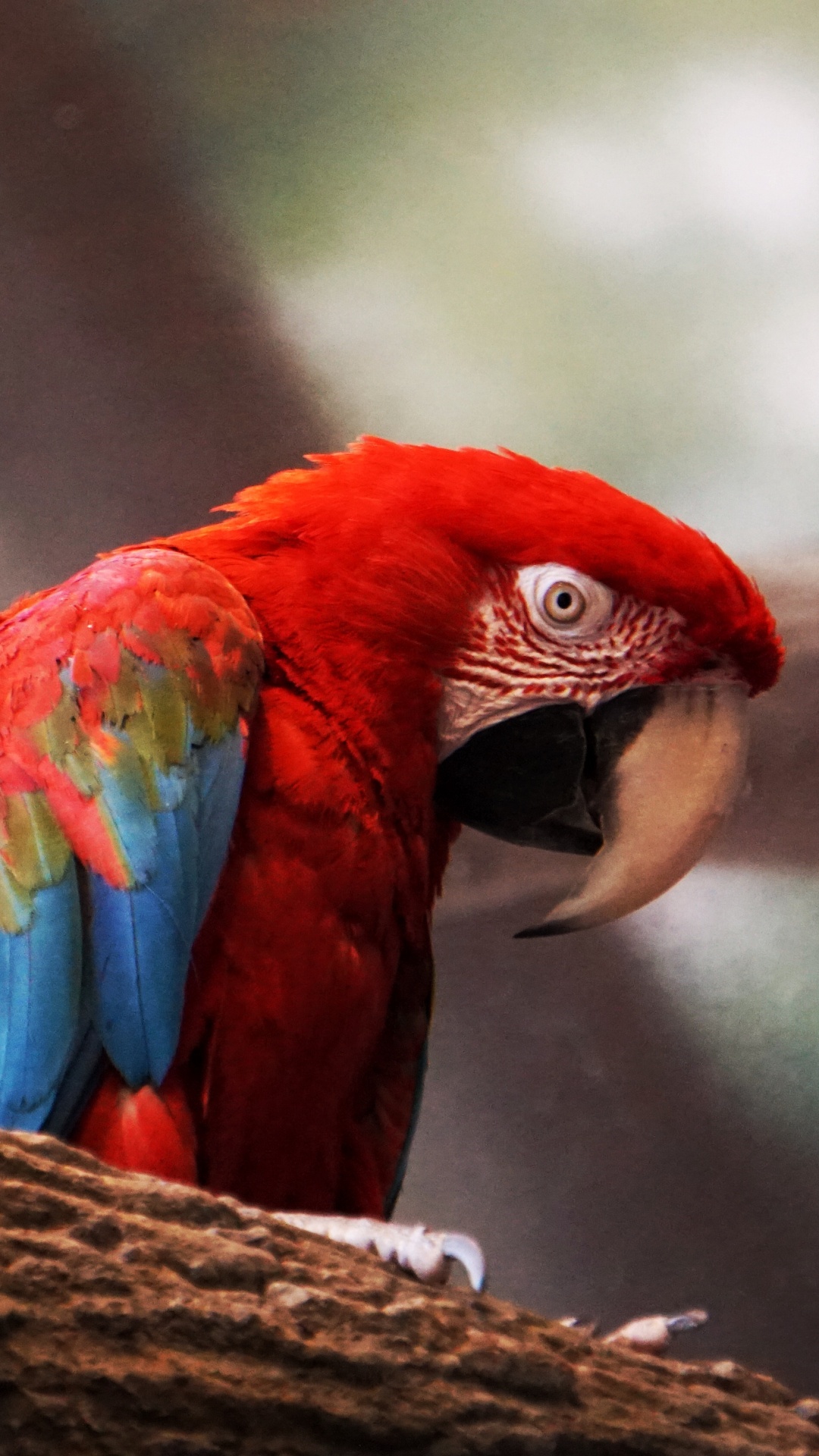 Red Blue and Green Parrot on Brown Tree Branch. Wallpaper in 1080x1920 Resolution