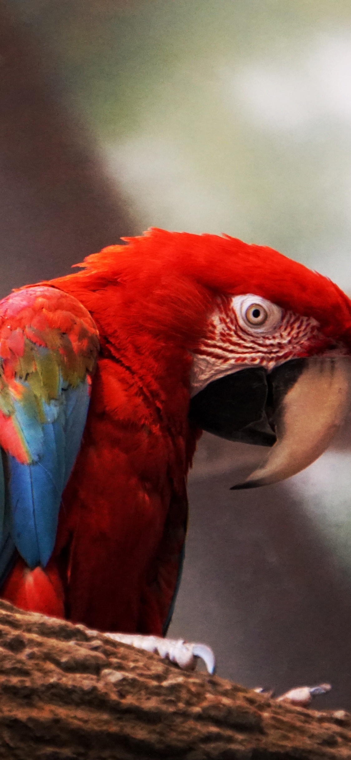 Red Blue and Green Parrot on Brown Tree Branch. Wallpaper in 1125x2436 Resolution