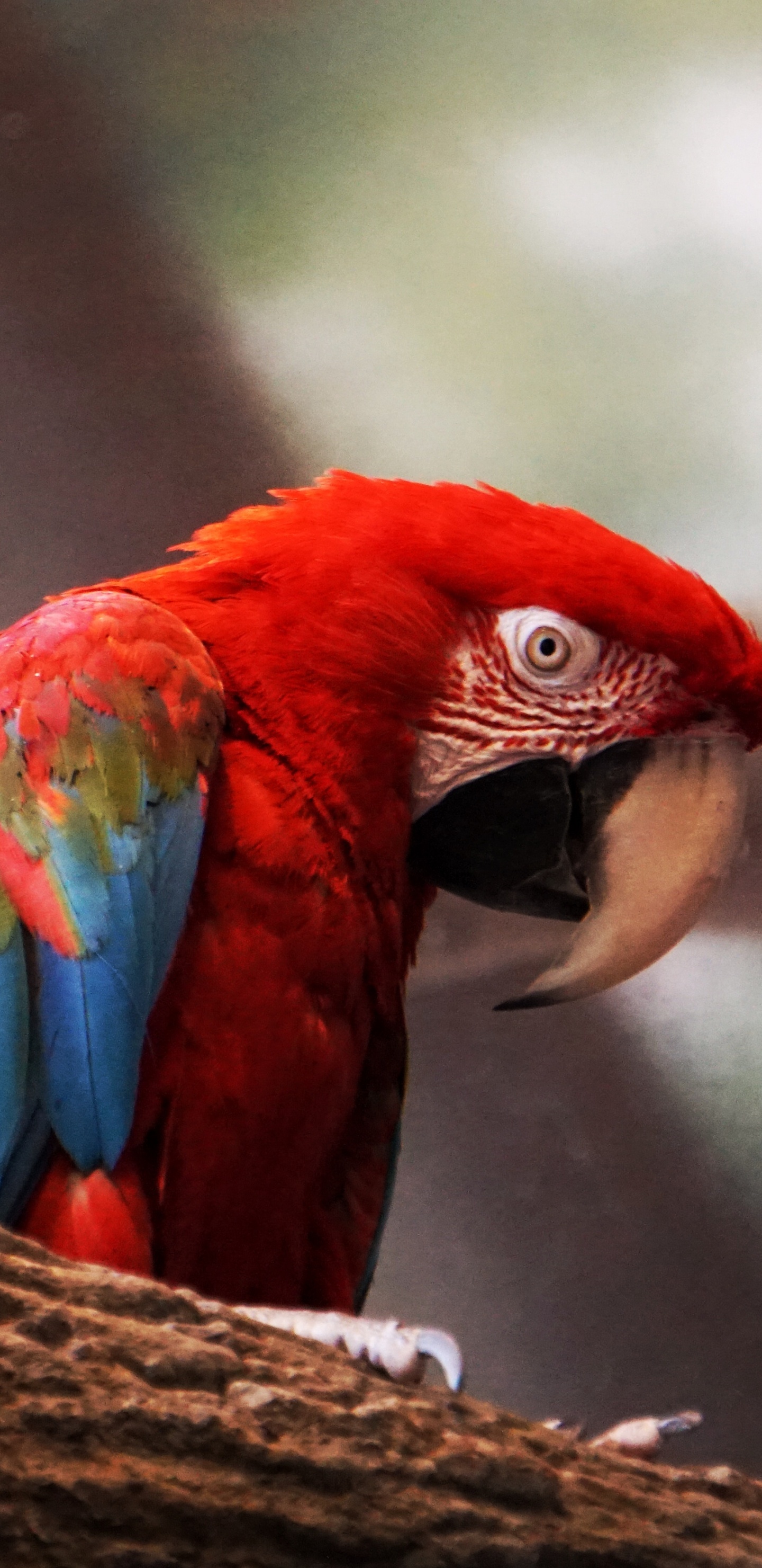 Red Blue and Green Parrot on Brown Tree Branch. Wallpaper in 1440x2960 Resolution
