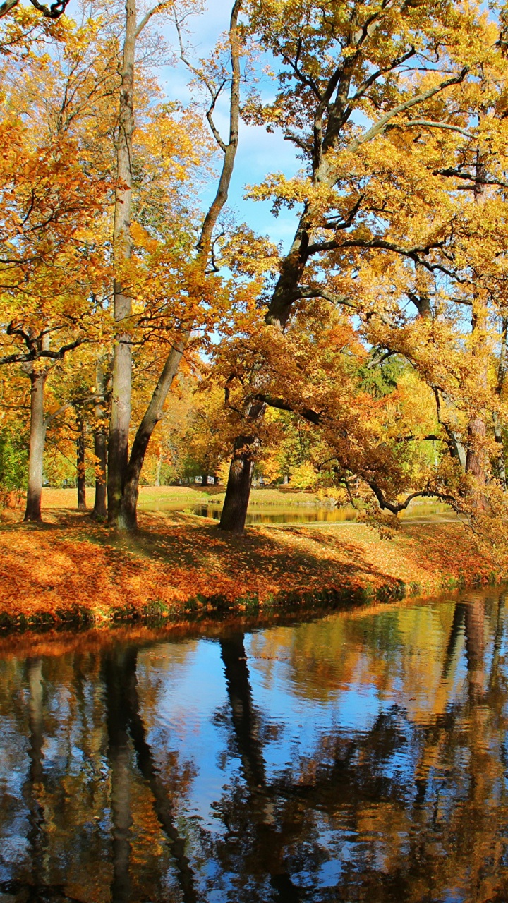 Green Trees Beside River During Daytime. Wallpaper in 720x1280 Resolution