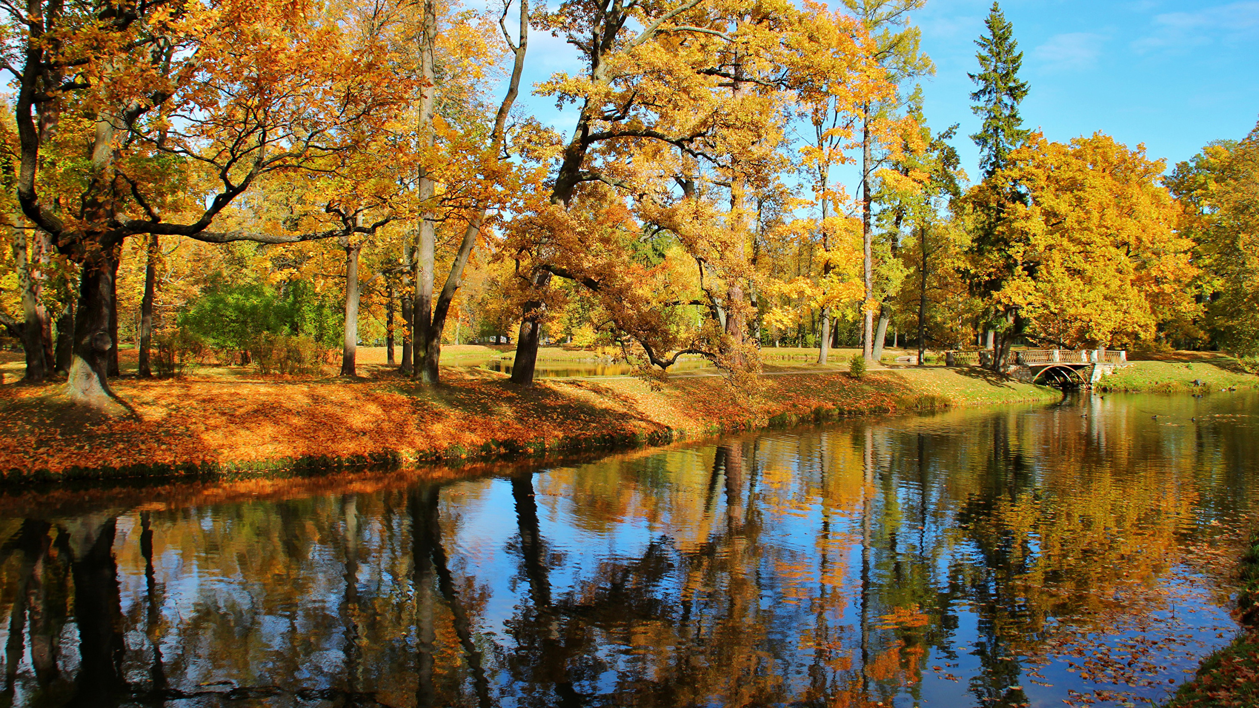 Tagsüber Grüne Bäume am Fluss. Wallpaper in 2560x1440 Resolution