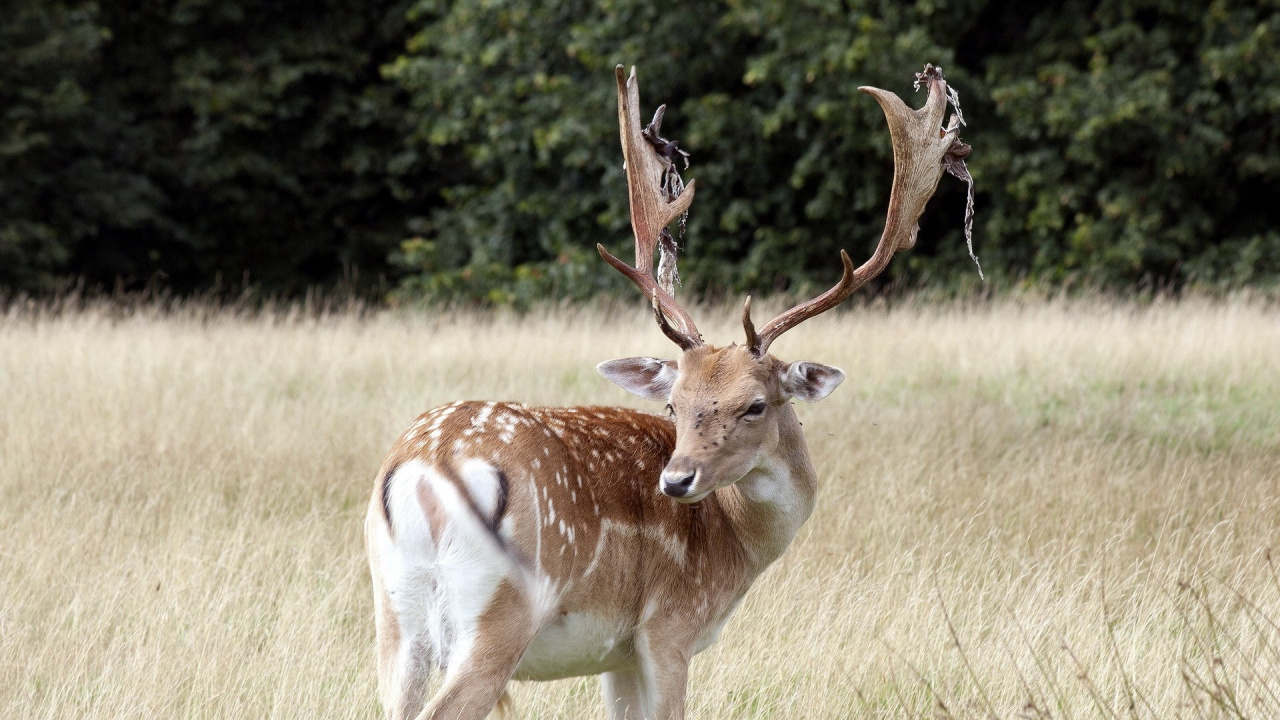 Cerf Brun et Blanc Sur Terrain D'herbe Verte Pendant la Journée. Wallpaper in 1280x720 Resolution