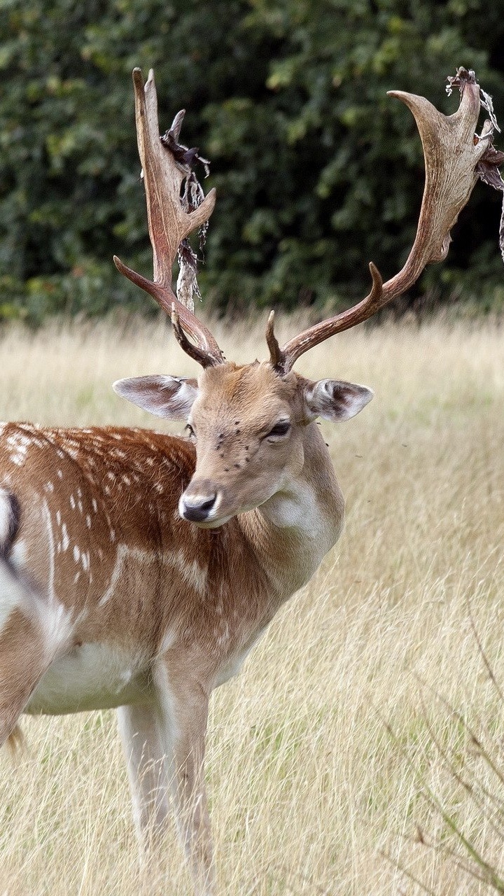 Cerf Brun et Blanc Sur Terrain D'herbe Verte Pendant la Journée. Wallpaper in 720x1280 Resolution