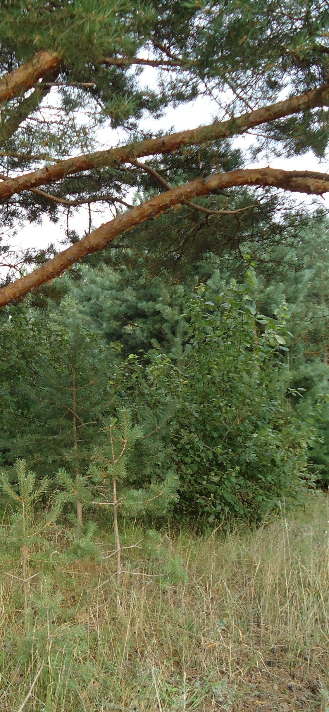 Grünes Gras Und Brauner Baum. Wallpaper in 1125x2436 Resolution