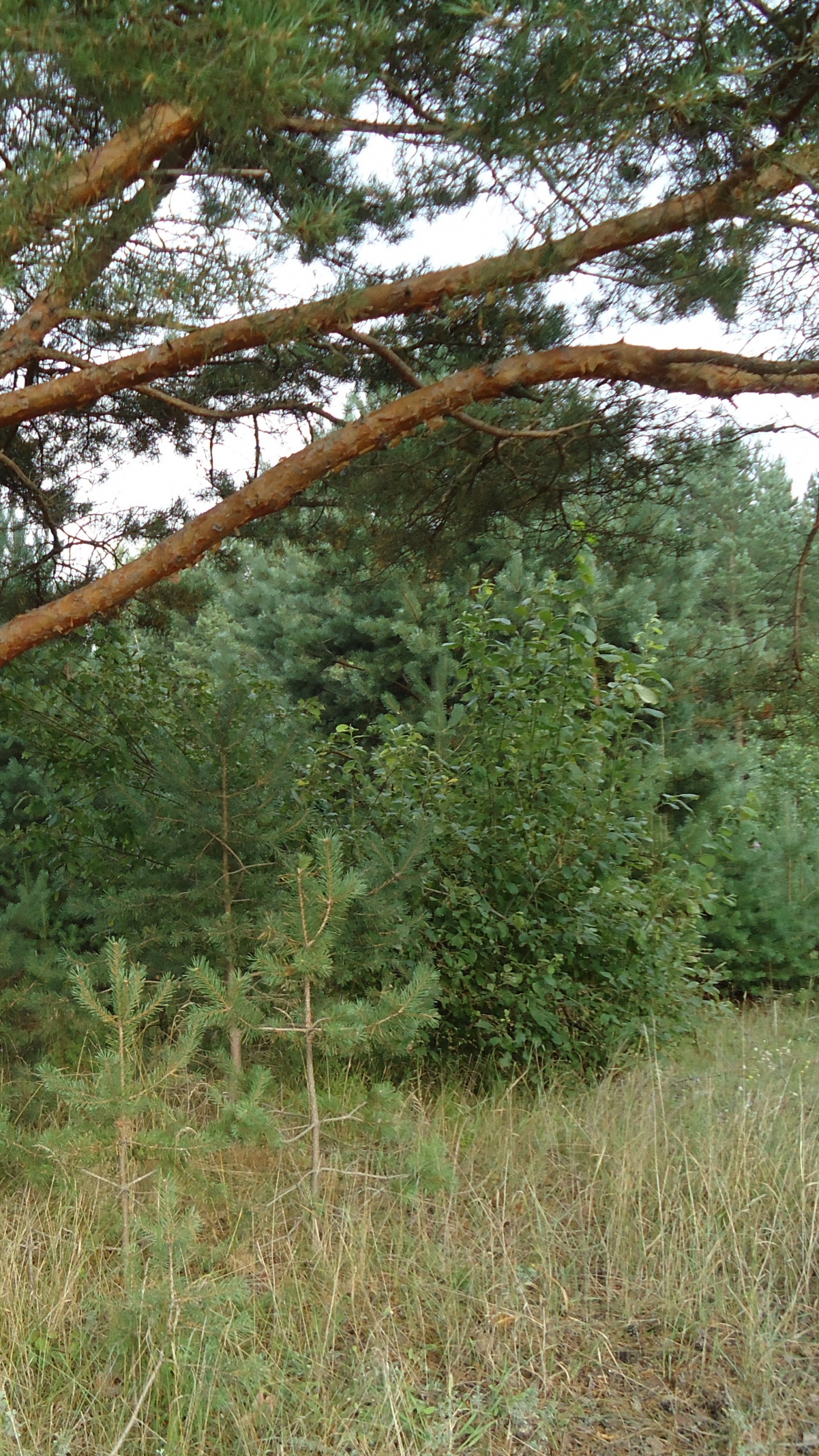 Green Grass and Brown Tree. Wallpaper in 1440x2560 Resolution