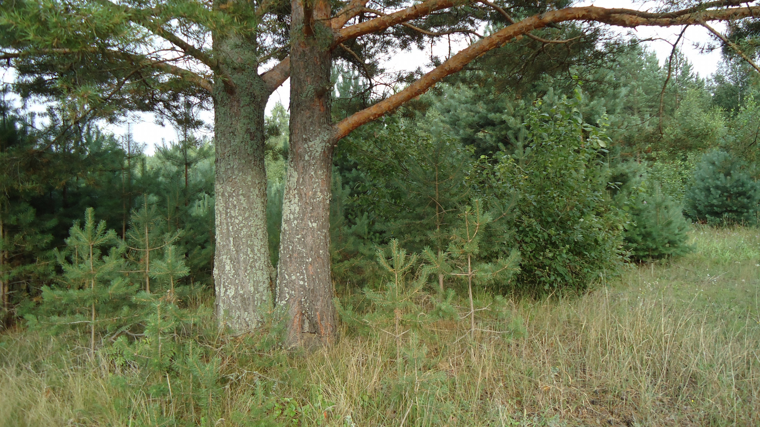 Green Grass and Brown Tree. Wallpaper in 2560x1440 Resolution