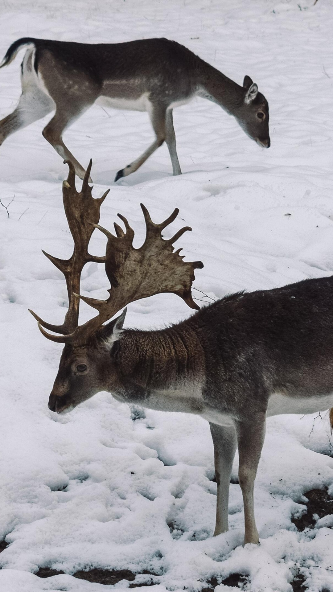Nature, Deer, Reindeer, Snow, Fawn. Wallpaper in 1080x1920 Resolution