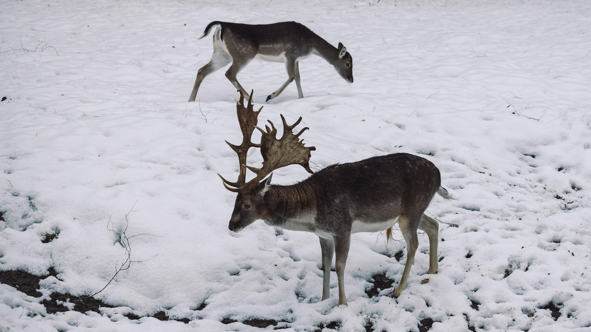 Nature, Renne, Neige, Faon, Congélation. Wallpaper in 1920x1080 Resolution