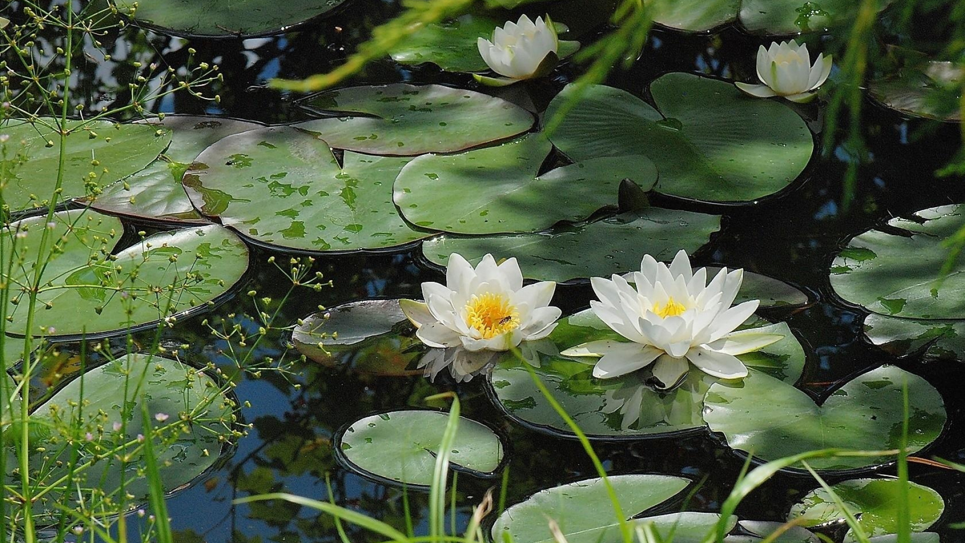 Fleur de Lotus Blanc Sur L'eau. Wallpaper in 1920x1080 Resolution