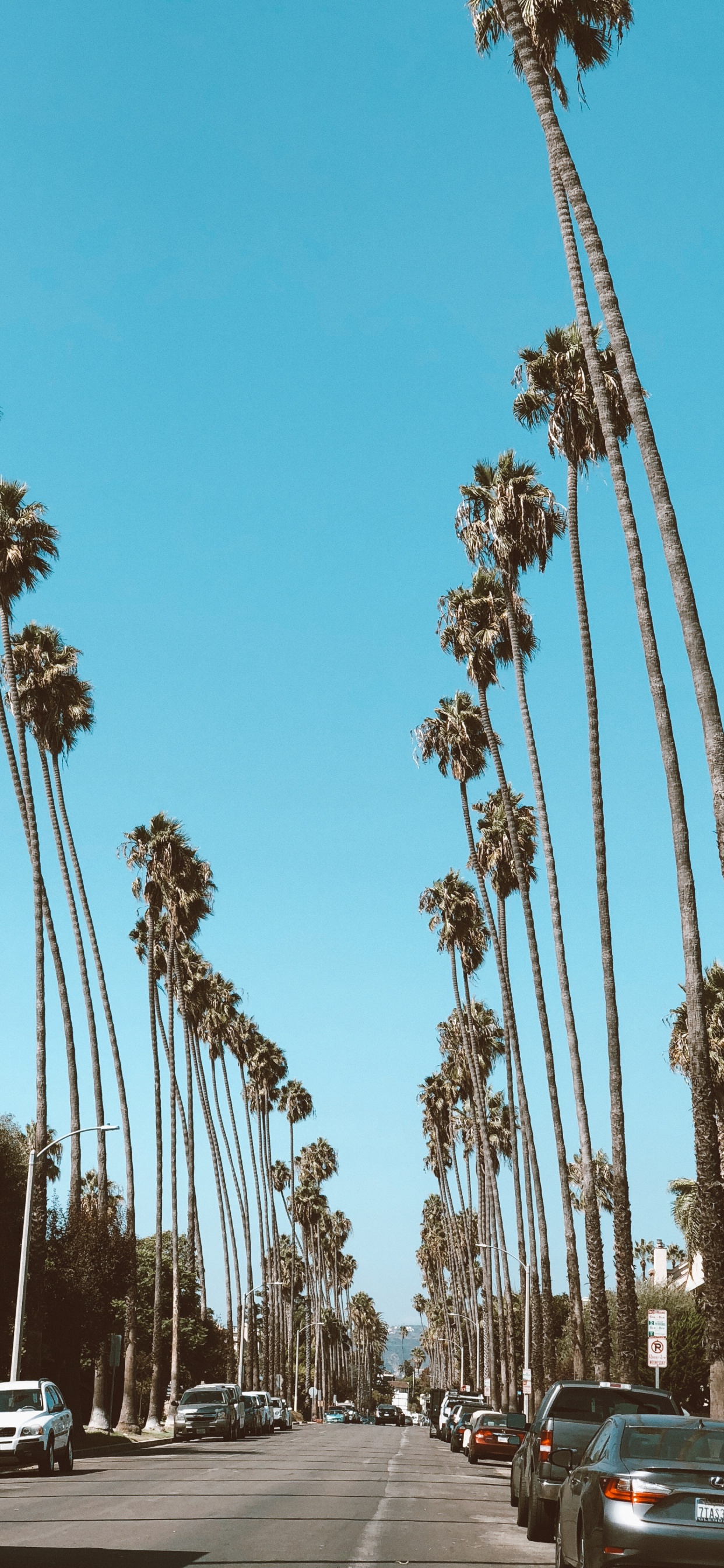Hollywood, Palm Trees, Date Palm, Road, Tire. Wallpaper in 1242x2688 Resolution