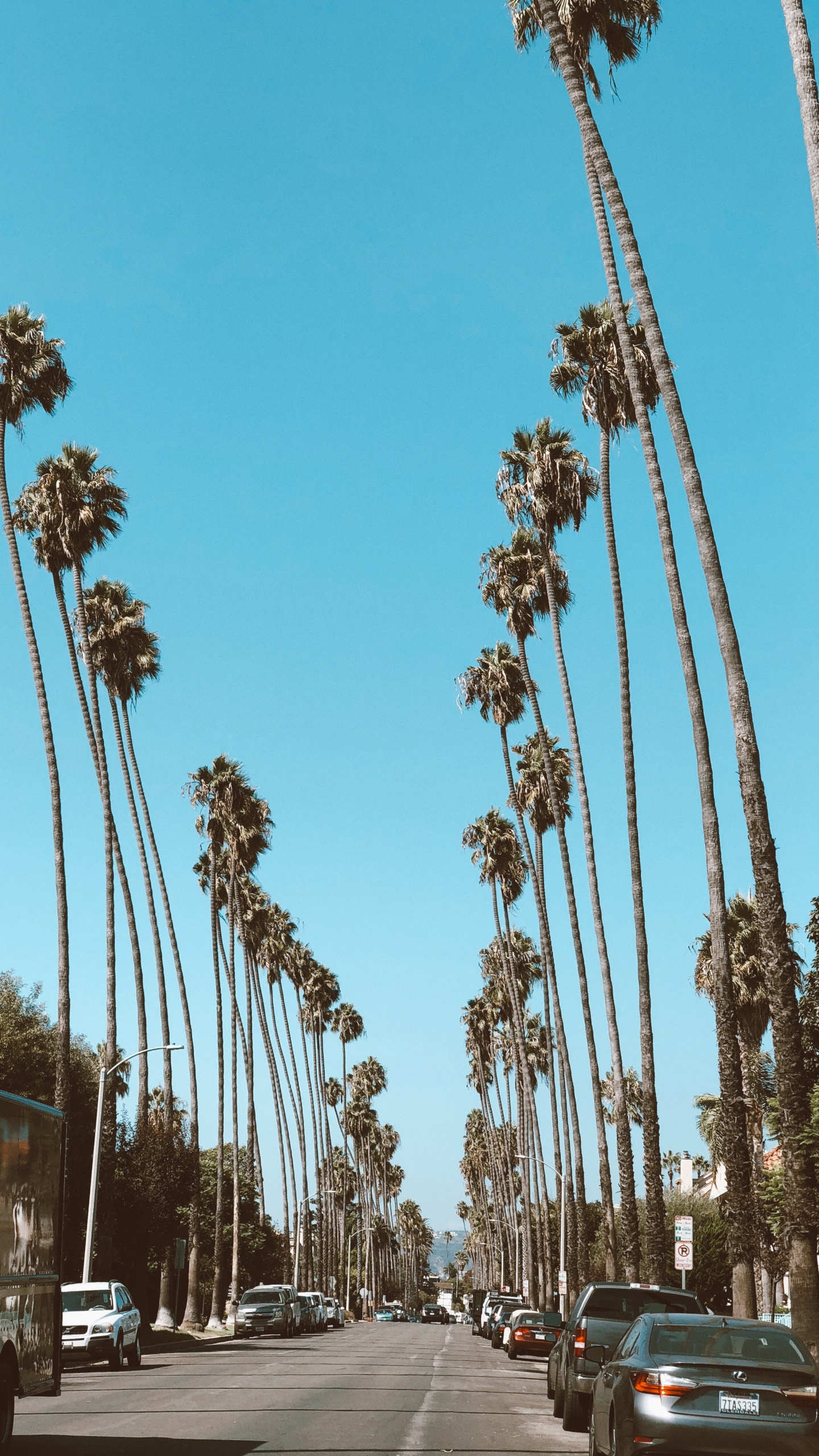 Hollywood, Palm Trees, Date Palm, Road, Tire. Wallpaper in 1440x2560 Resolution