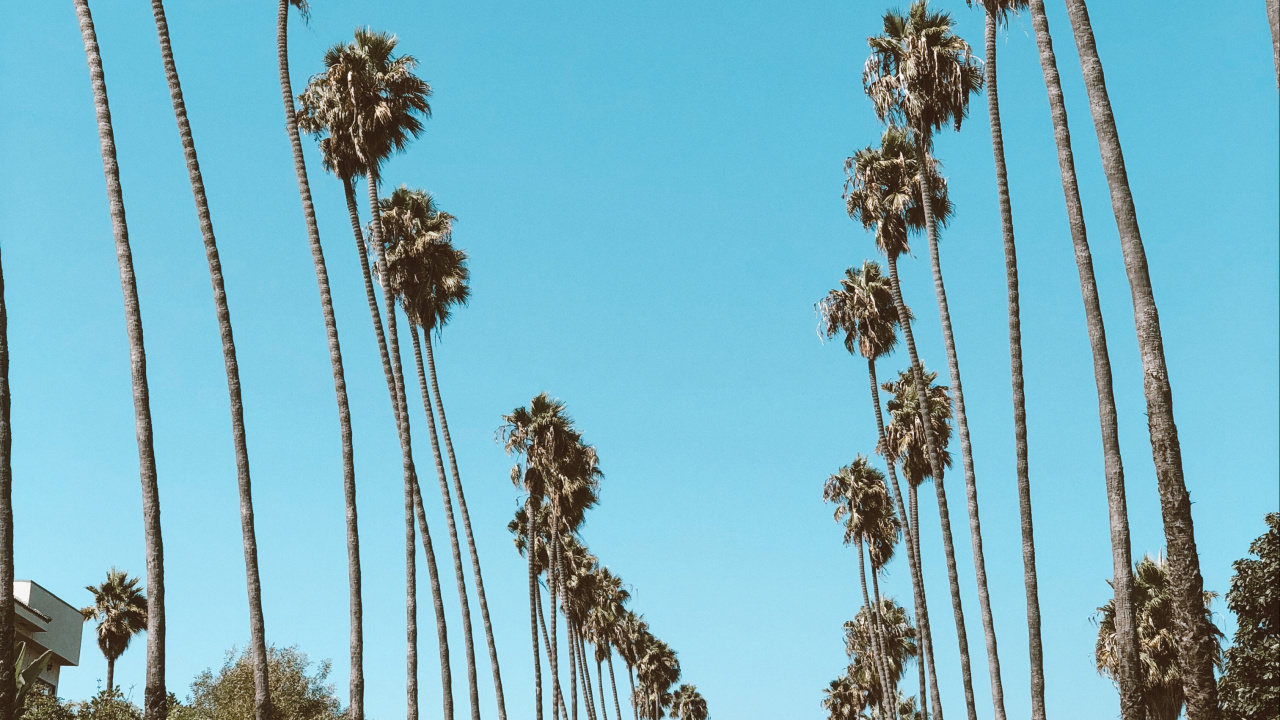 Hollywood, Palme, Dattelpalme, Road, Tire. Wallpaper in 1280x720 Resolution