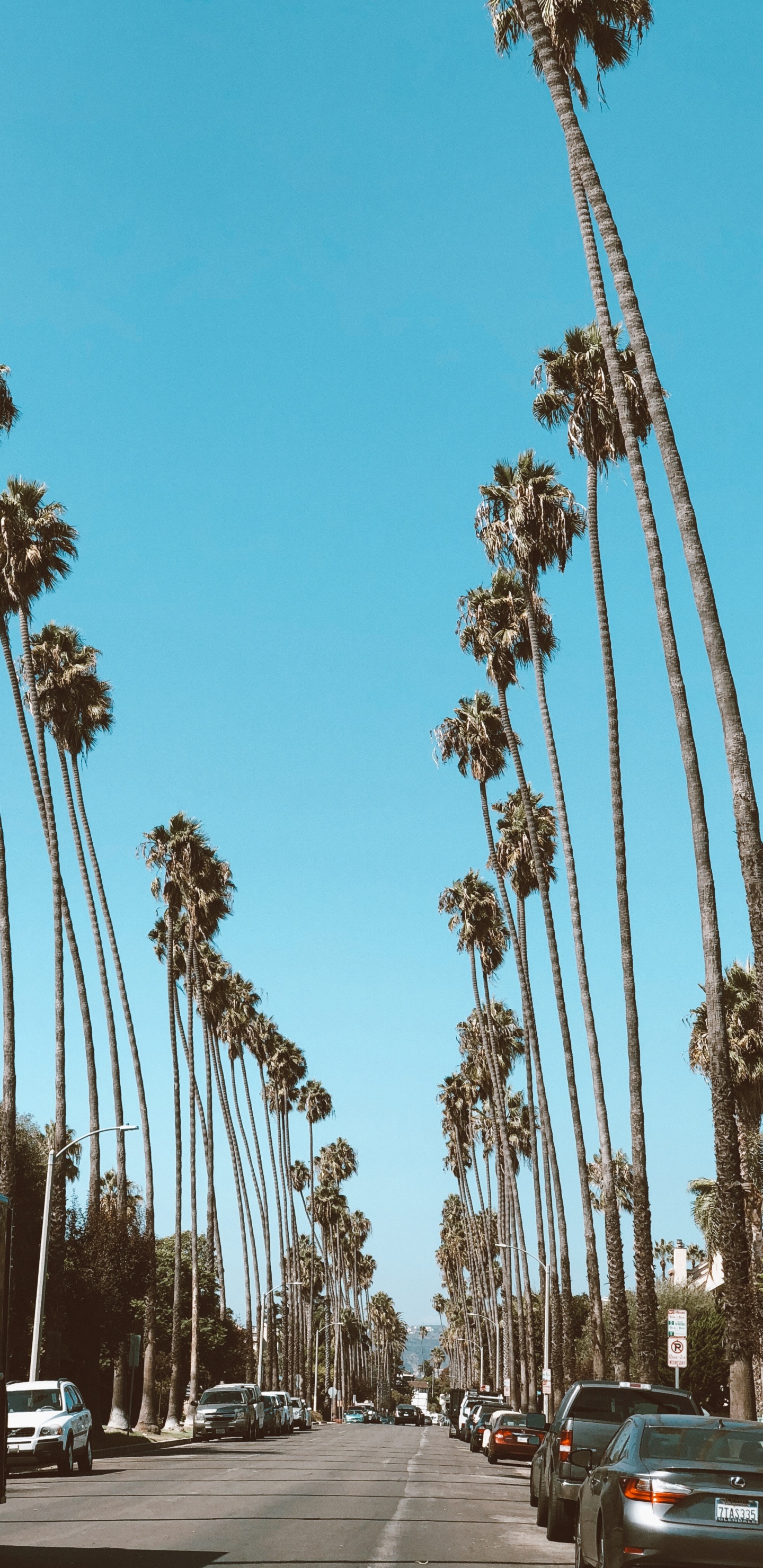 Hollywood, Palme, Dattelpalme, Road, Tire. Wallpaper in 1440x2960 Resolution