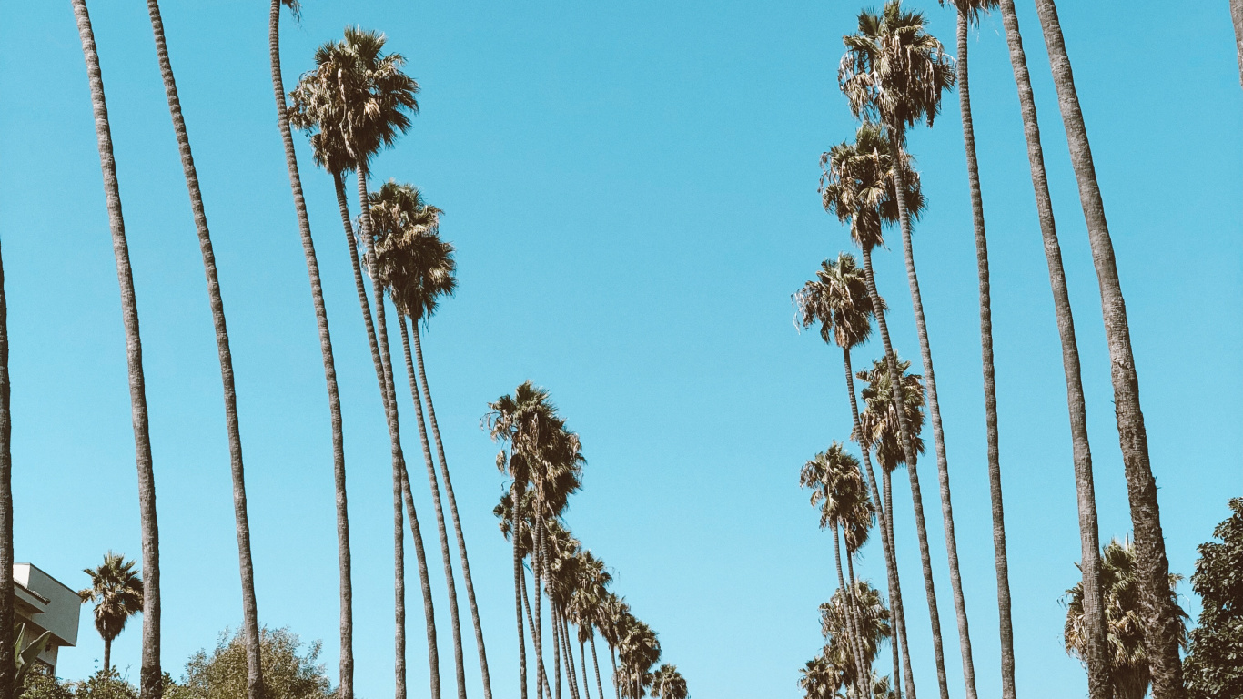 Hollywood, Palmier, Dattier, Route, Pneu. Wallpaper in 1366x768 Resolution