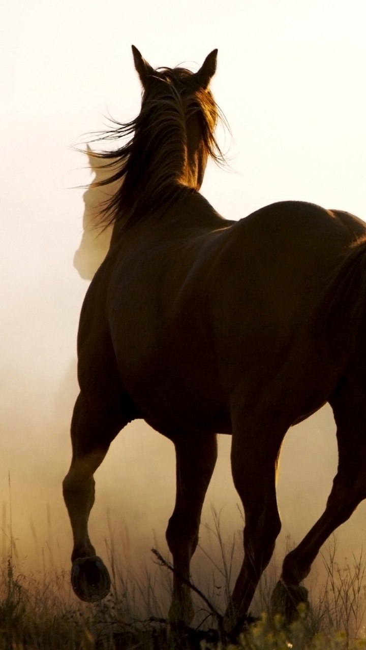 2 Brown Horses on Brown Grass Field During Daytime. Wallpaper in 720x1280 Resolution
