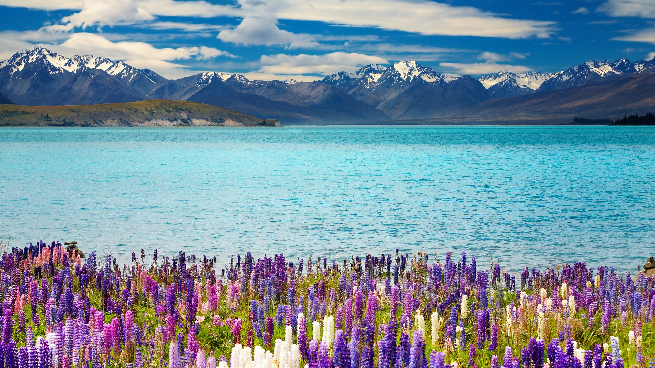 Purple Flower Field Near Body of Water During Daytime. Wallpaper in 2560x1440 Resolution