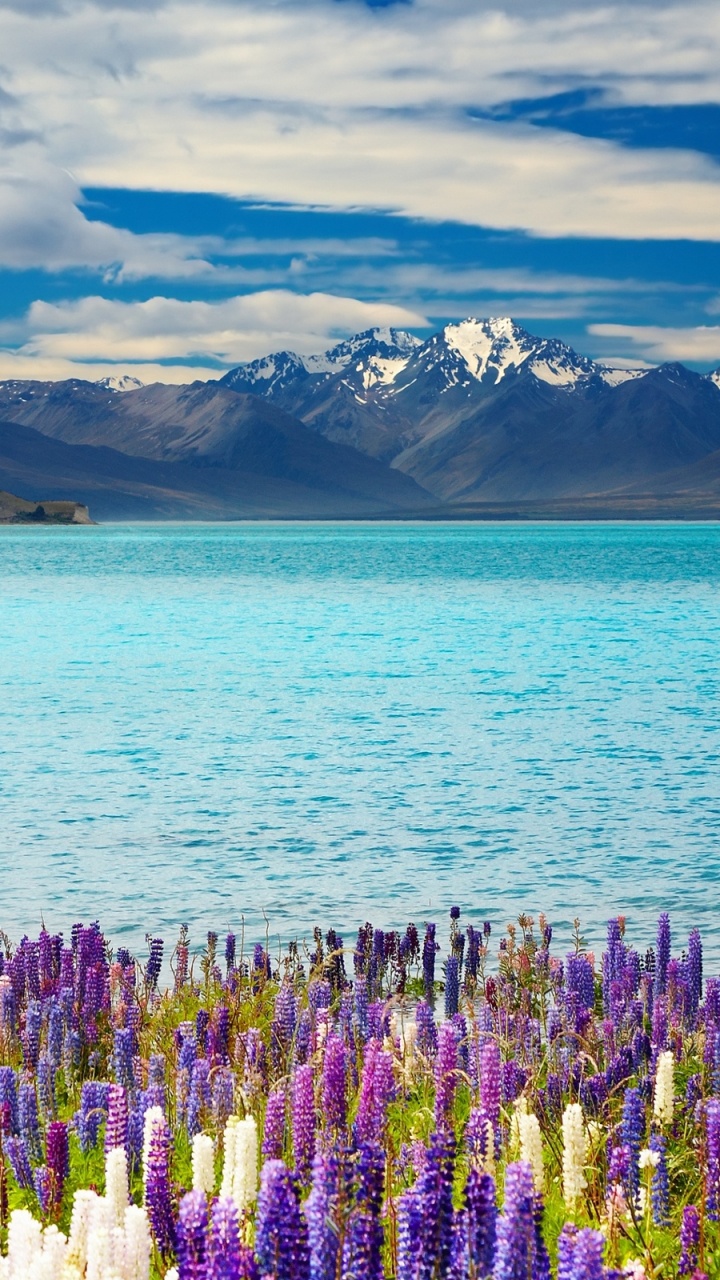 Purple Flower Field Near Body of Water During Daytime. Wallpaper in 720x1280 Resolution