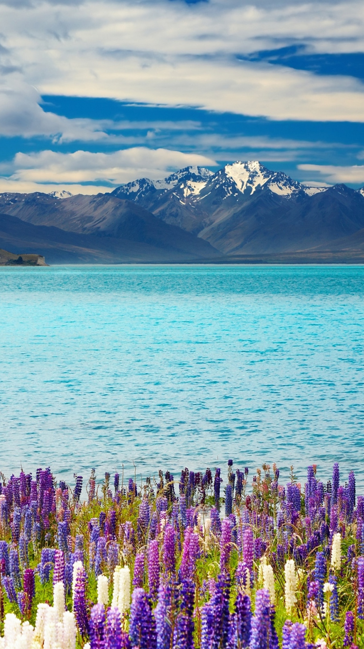 Purple Flower Field Near Body of Water During Daytime. Wallpaper in 750x1334 Resolution