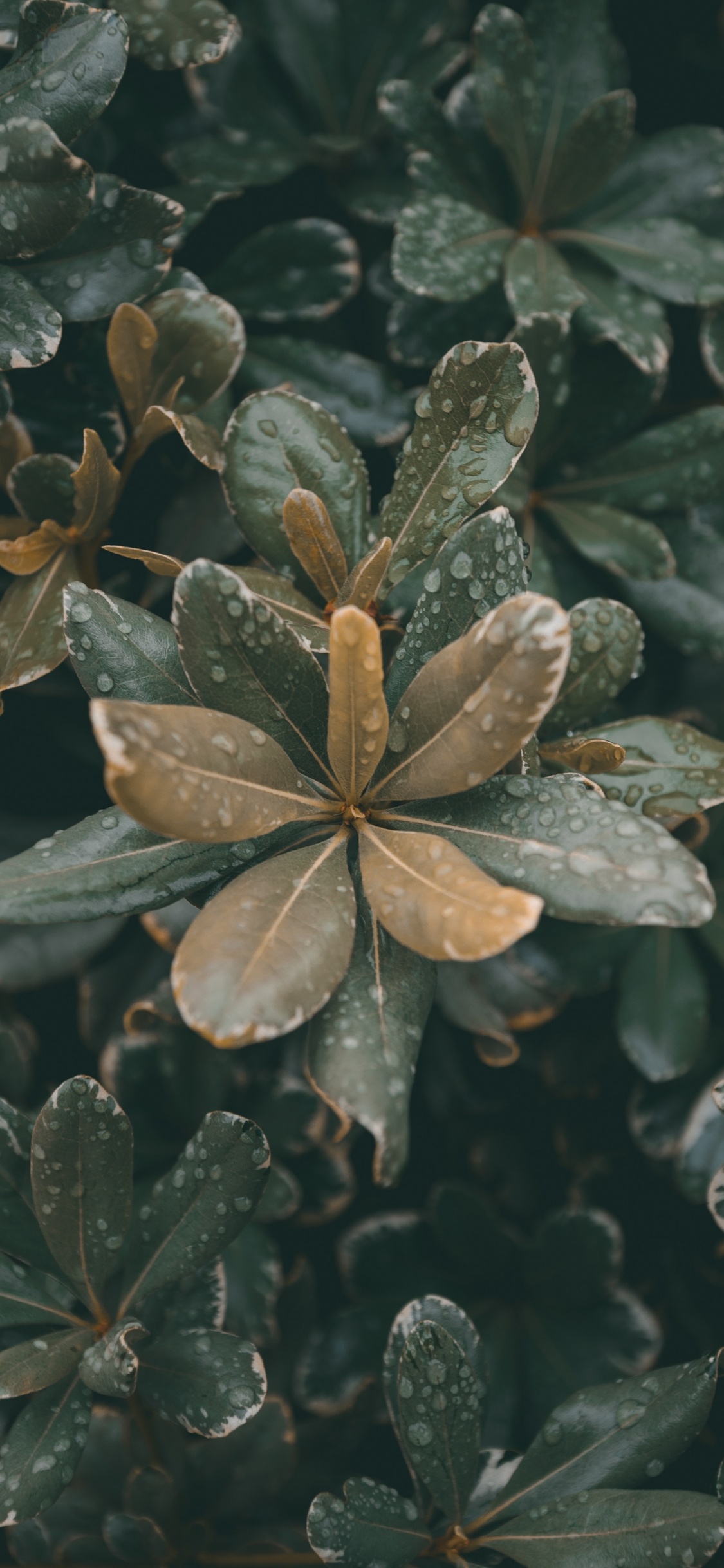 Plants, Leaf, Plant Stem, Flower, Plant. Wallpaper in 1125x2436 Resolution