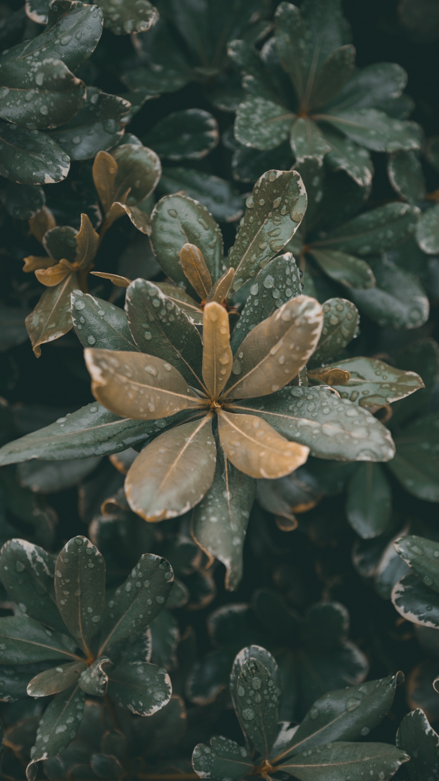 Plants, Leaf, Plant Stem, Flower, Plant. Wallpaper in 1440x2560 Resolution