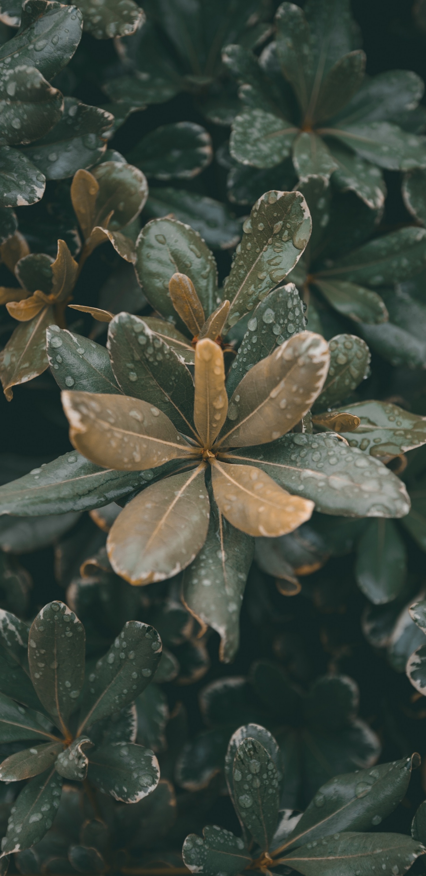 Plants, Leaf, Plant Stem, Flower, Plant. Wallpaper in 1440x2960 Resolution