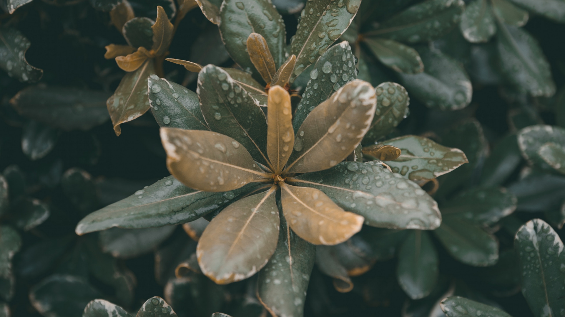 Plants, Leaf, Plant Stem, Flower, Plant. Wallpaper in 1920x1080 Resolution