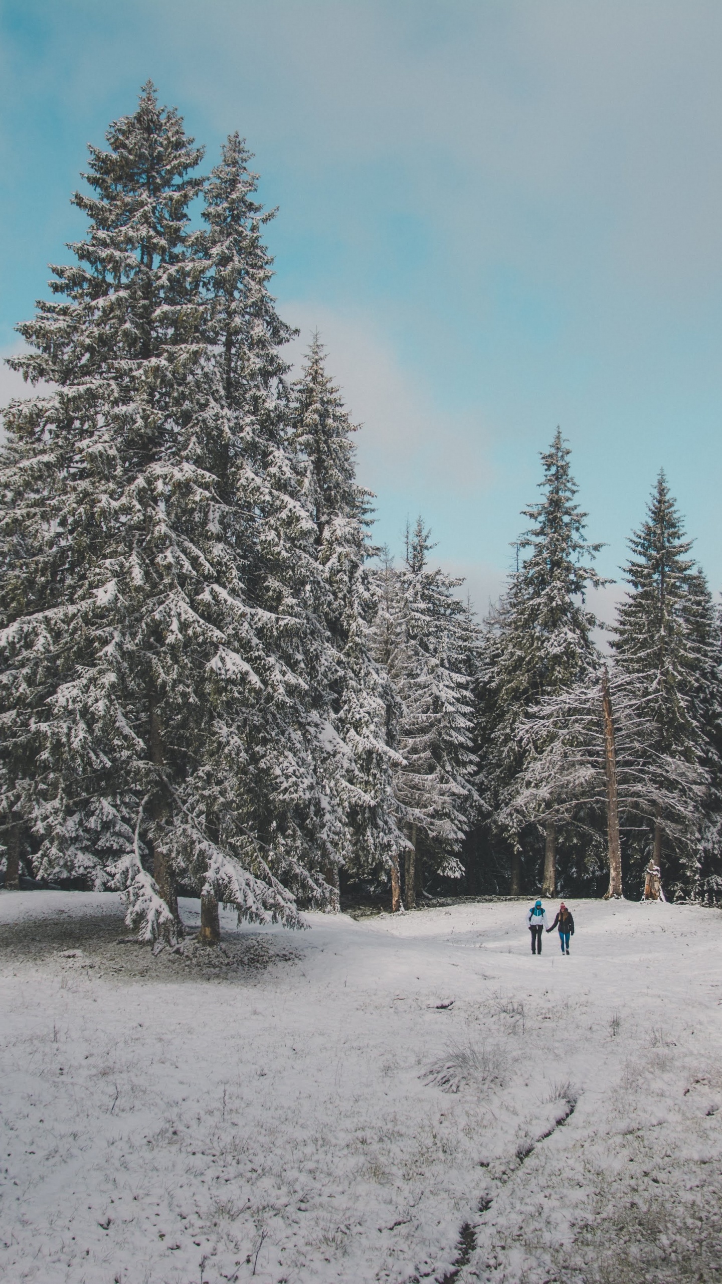 Schnee, Baum, Winter, Natürlichen Umgebung, Wald. Wallpaper in 1440x2560 Resolution