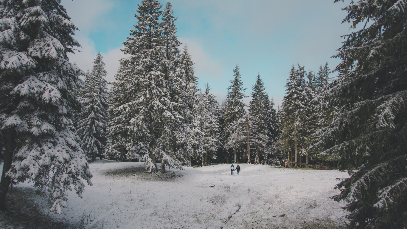 Snow, Tree, Winter, Natural Environment, Forest. Wallpaper in 1366x768 Resolution