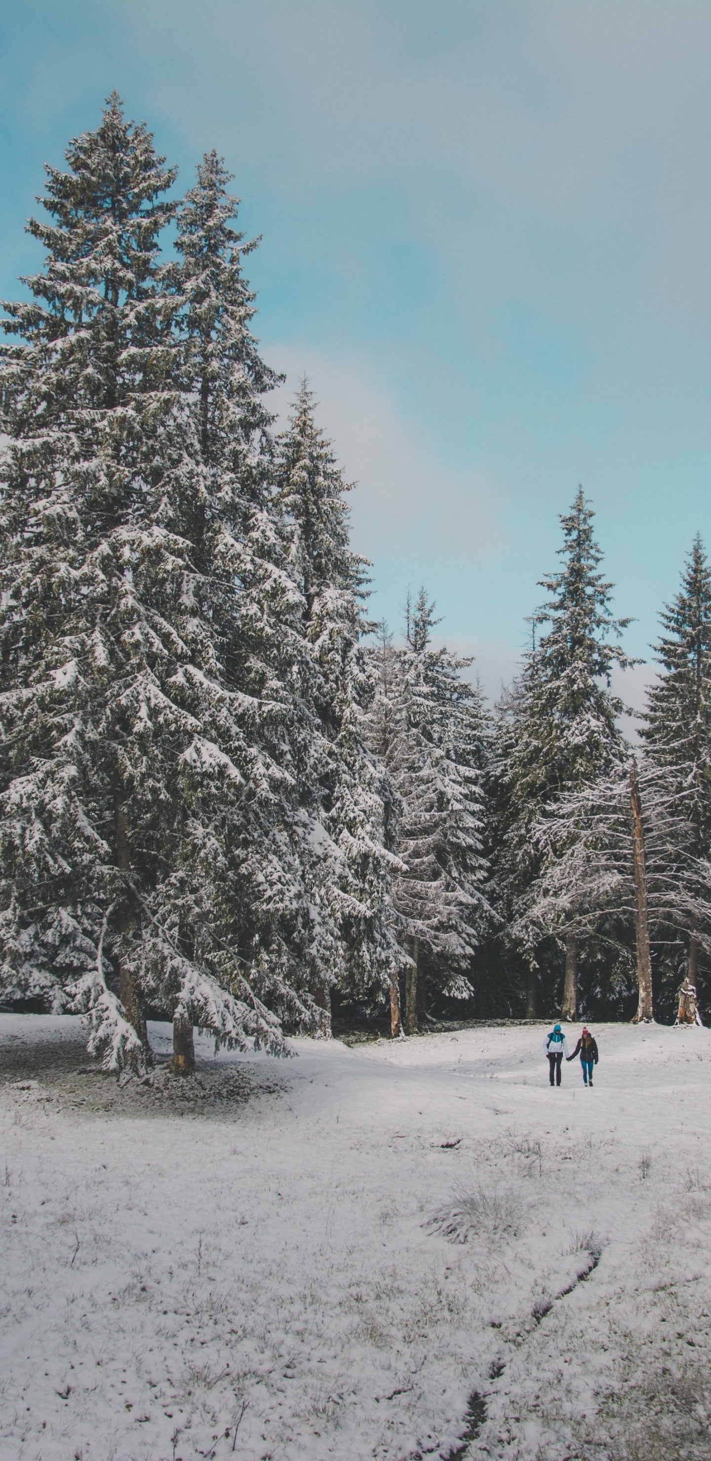 Snow, Tree, Winter, Natural Environment, Forest. Wallpaper in 1440x2960 Resolution