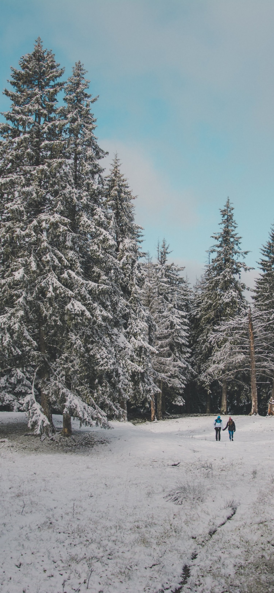 Neige, Hiver, Environnement Naturel, Forêt, Congélation. Wallpaper in 1125x2436 Resolution