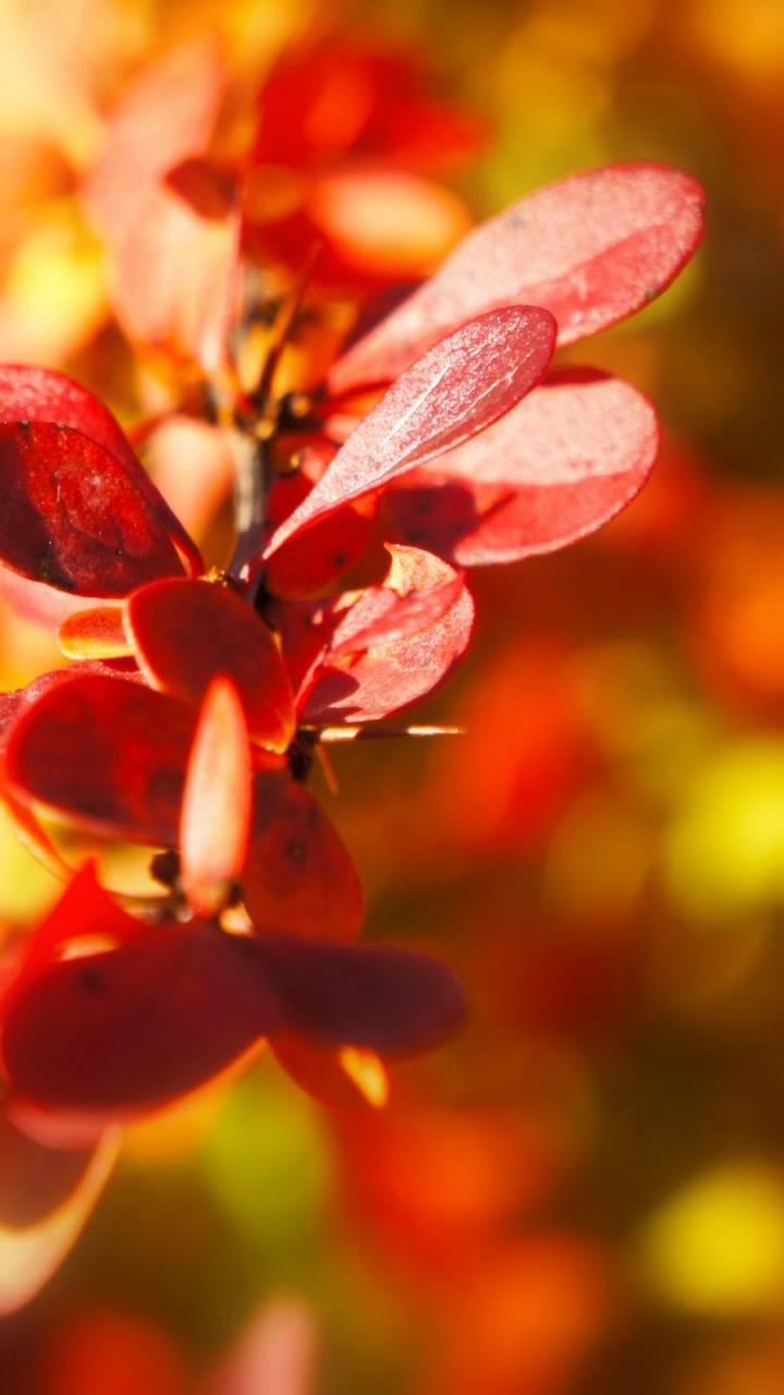 Red and Yellow Leaves in Tilt Shift Lens. Wallpaper in 720x1280 Resolution