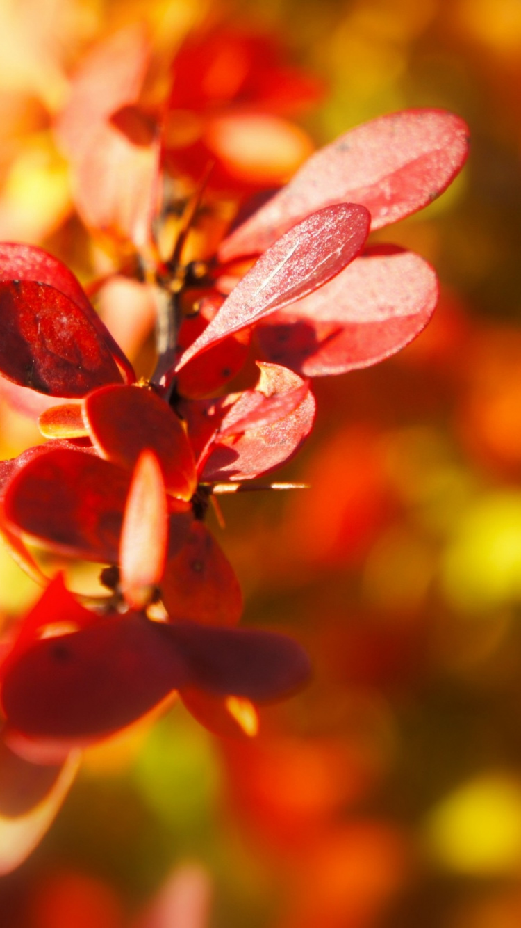 Rote Und Gelbe Blätter in Tilt-Shift-Linse. Wallpaper in 750x1334 Resolution